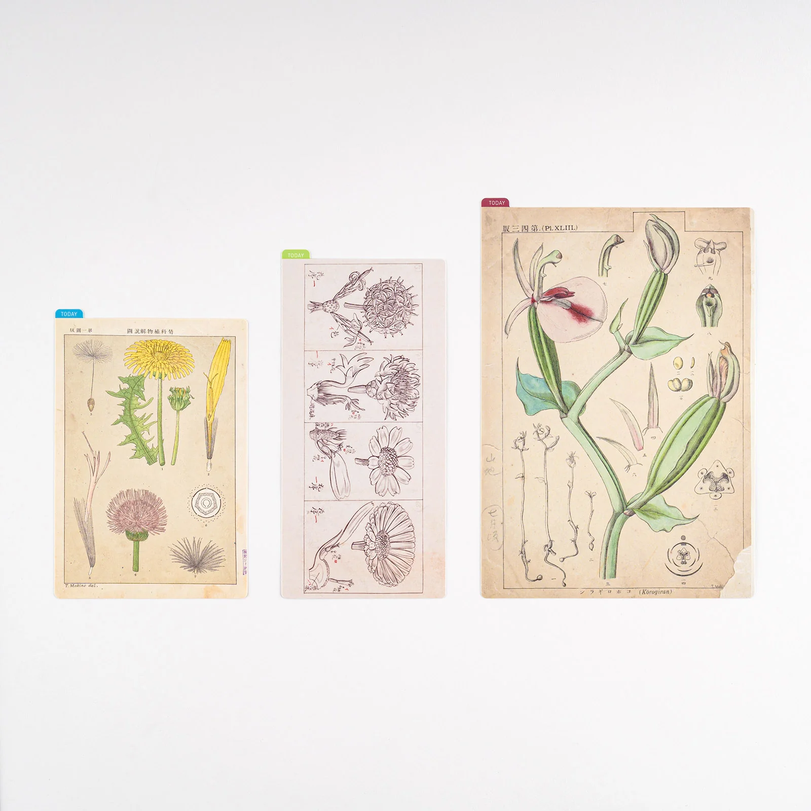 Hobonichi Pencil Board [Tomitaro Makino]